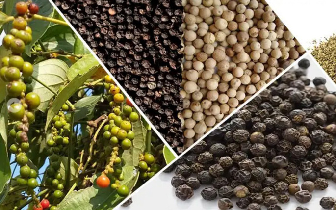 Vietnamese Pepper Exports