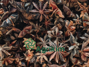 Spring Star Anise Canh dan 2