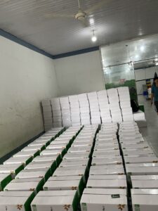 Cashew Nut Export