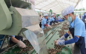 cashew nuts processing