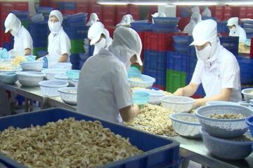 cashew nuts processing