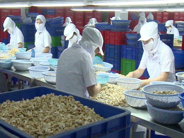 cashew nuts processing